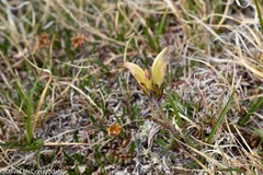 Pedicularis capitata