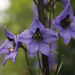 Alpine Larkspur - Photo (c) sultanov-rinat, some rights reserved (CC BY-NC), uploaded by sultanov-rinat