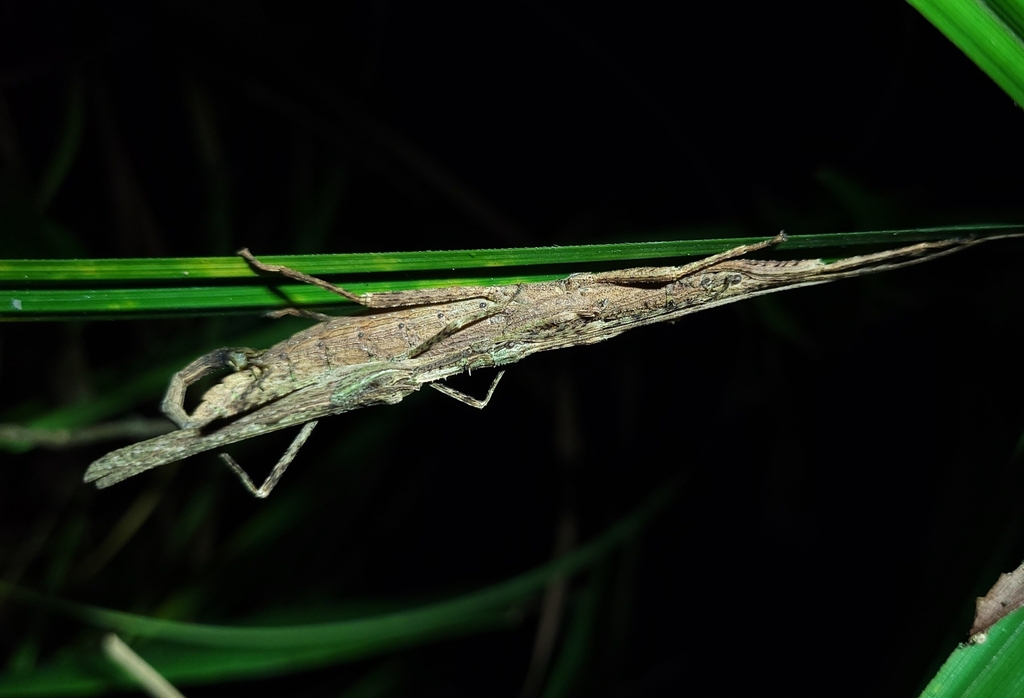 Xerosoma nannospinus