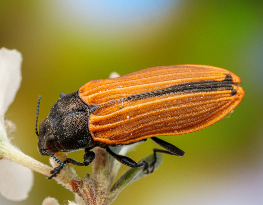 Castiarina erythroptera