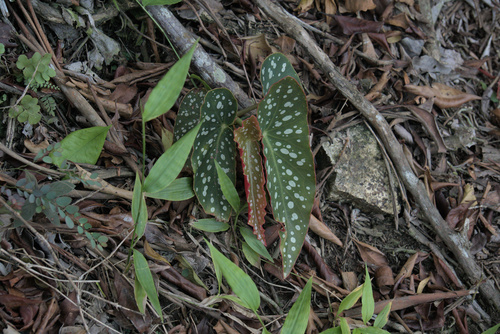 Begonia maculata