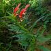 Lobelia kraussii