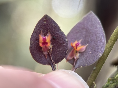 Image of Lepanthes wageneri by (c) Bea Leiderman, some rights reserved (CC BY)