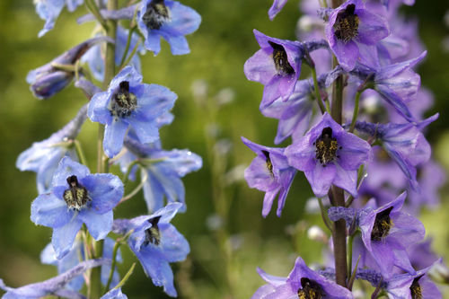 Alpine Larkspur