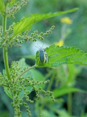 Chlorophanus viridis