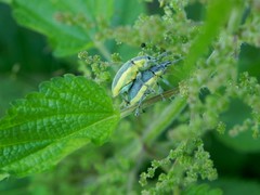 Chlorophanus viridis