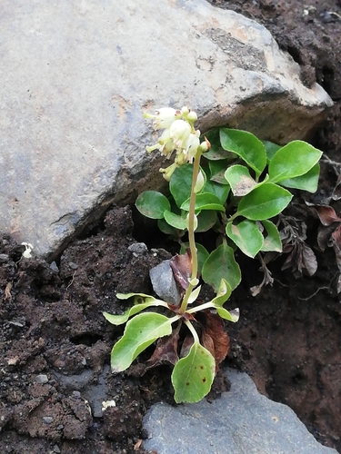 hruštica jednostranná (Orthilia secunda)