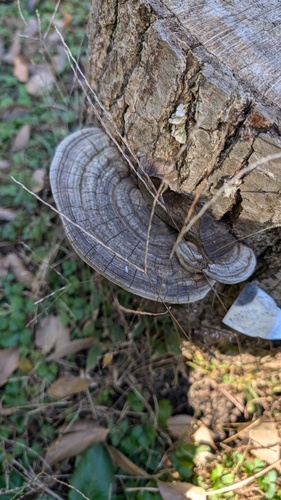 Ganoderma applanatum