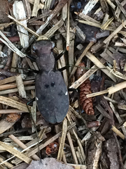 Apterodela unipunctata