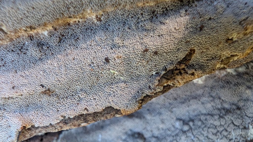 Resupinatus poriaeformis