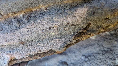 Resupinatus poriaeformis