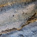 Resupinatus poriaeformis
