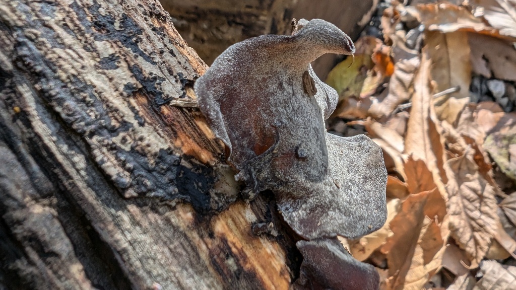 Auricularia polytricha · December 2024 · photo: © atsushi_nakajima_cirque (iNaturalist, cc-by)