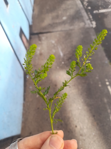 Image of Lepidium bipinnatifidum by no rights reserved