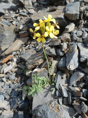 Coincya monensis cheiranthos