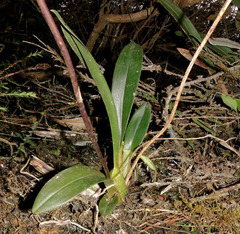 Cyrtochilum pardinum