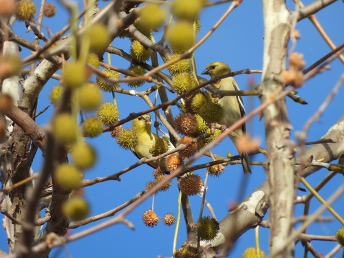 iNaturalist observation photo of American Goldfinch