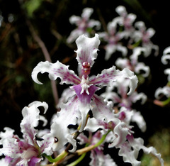 Cyrtochilum ramosissimum