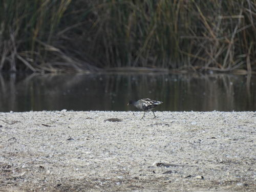 iNaturalist observation photo of Common Gallinule