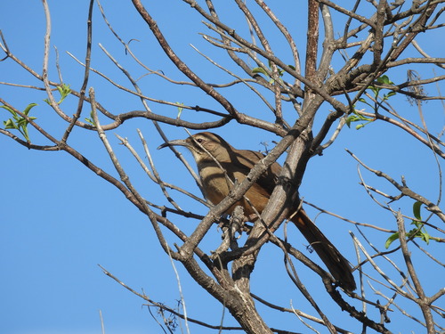iNaturalist observation photo of California Thrasher