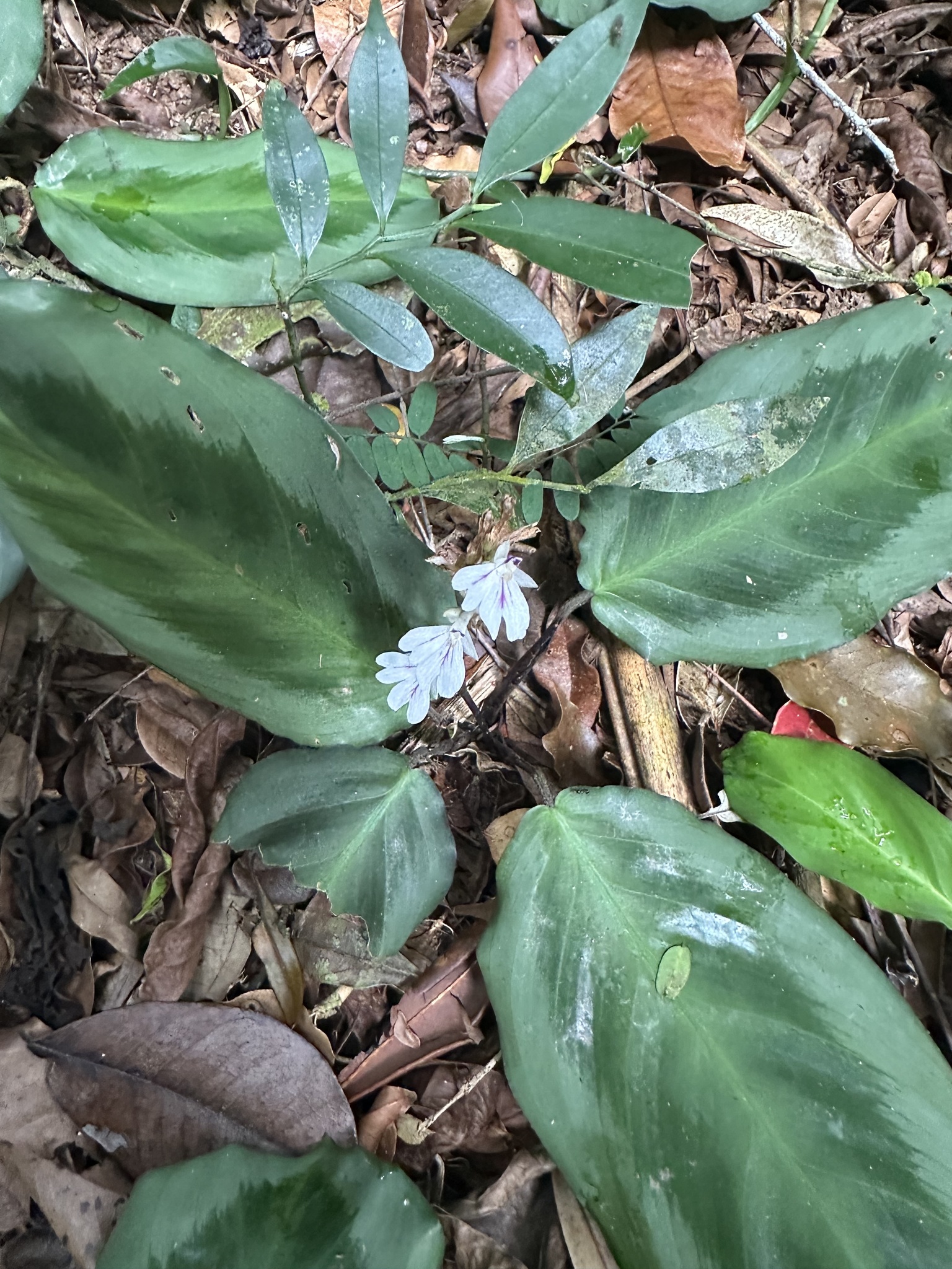 Imagem de Maranta-cinza