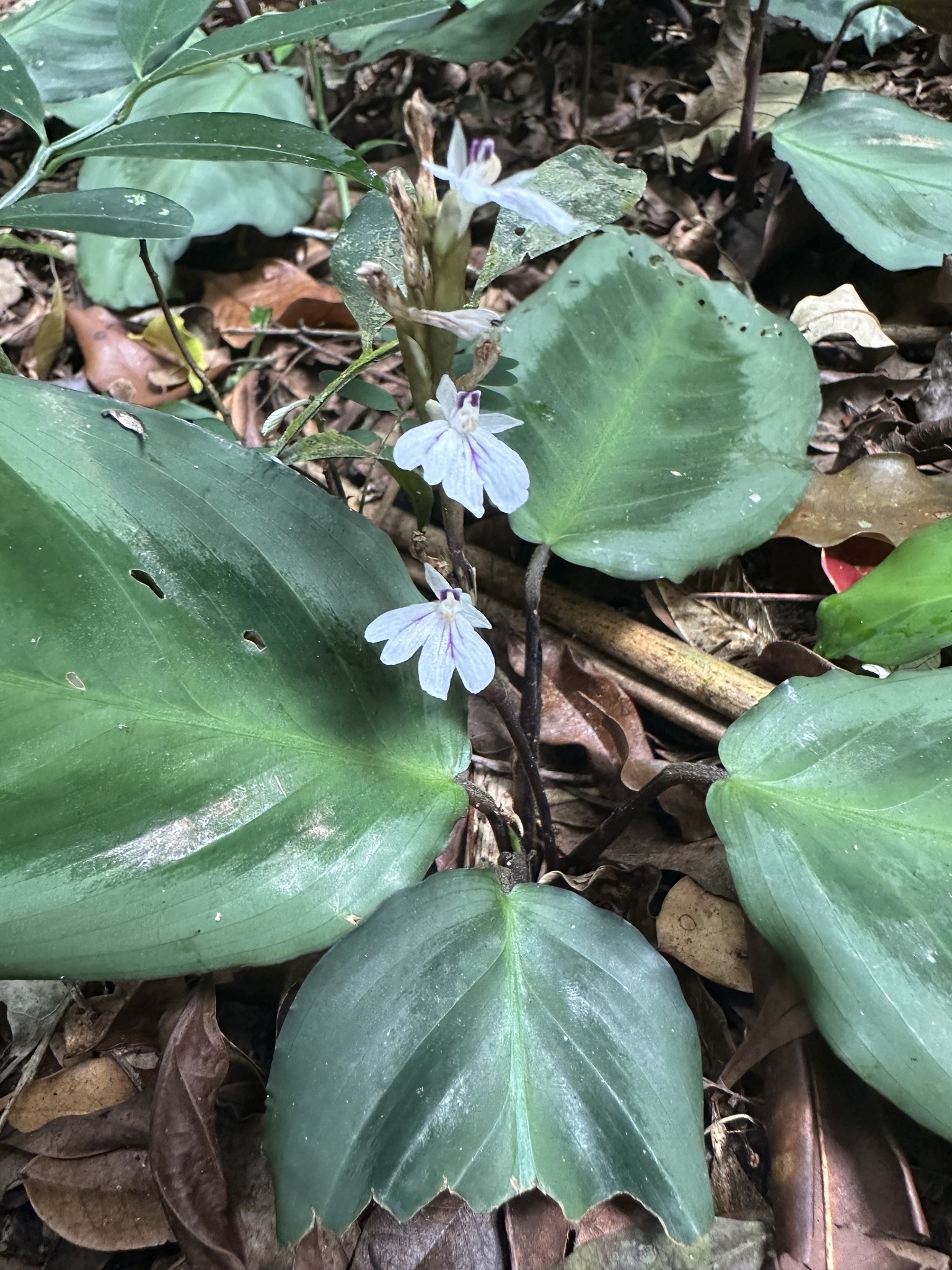 Imagem de Maranta-cinza