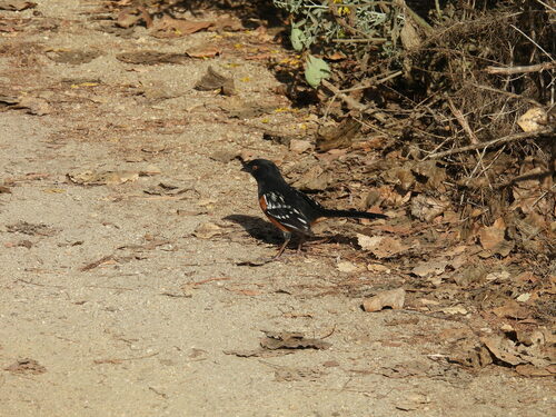 iNaturalist observation photo of Spotted Towhee