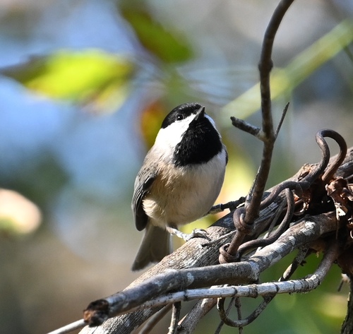 Carolina Chickadee photographed in Louisiana