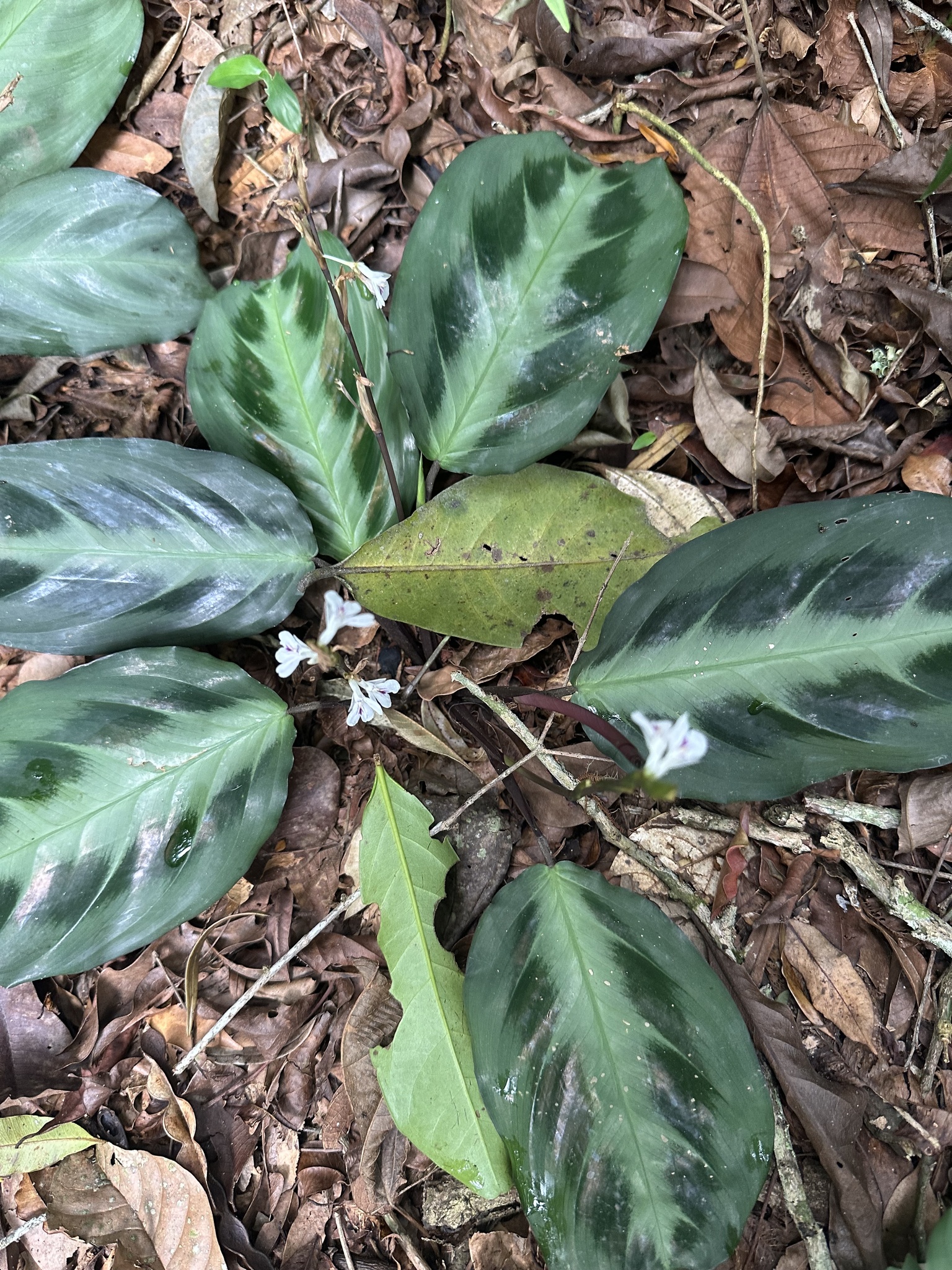 Imagem de Maranta-cinza