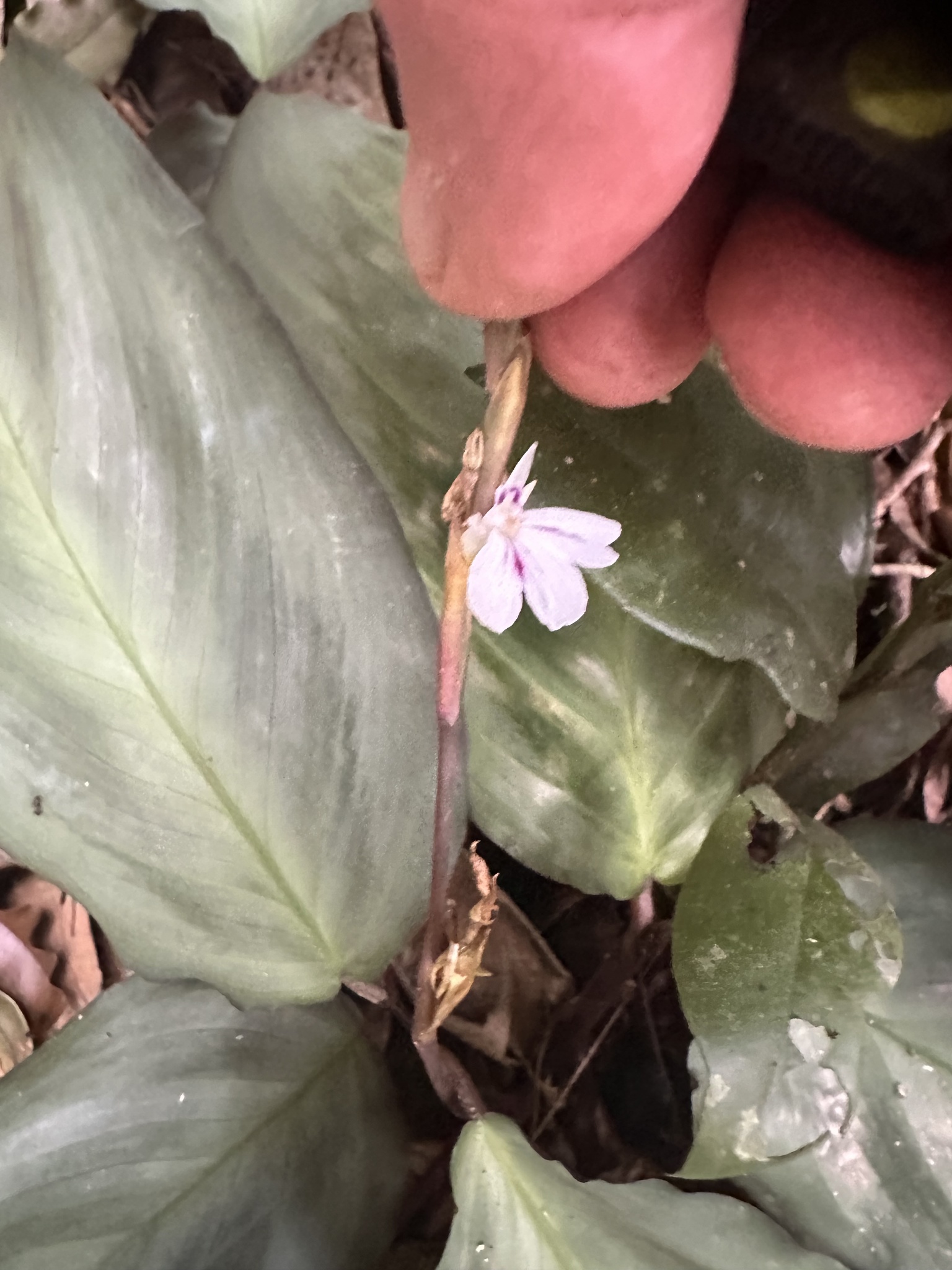 Imagem de Maranta-cinza