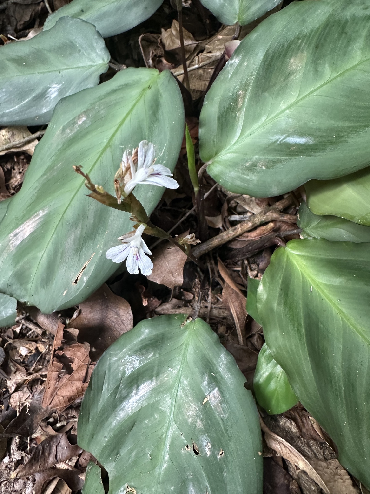 Imagem de Maranta-cinza