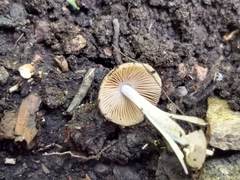 Agaricales