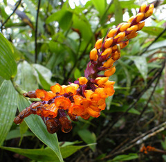 Elleanthus arpophyllostachys