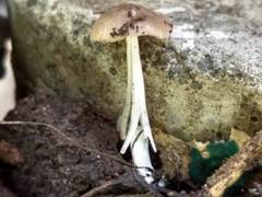 Agaricales