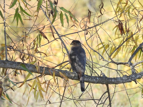 iNaturalist observation photo of Cooper's Hawk