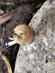 Agaricales