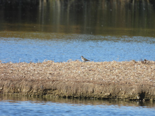 iNaturalist observation photo of Spotted Sandpiper