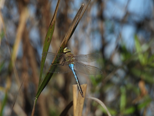 iNaturalist observation photo of Common Green Darner