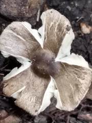 Agaricales
