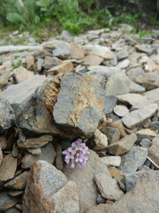 Noccaea rotundifolia