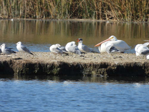 iNaturalist observation photo of Caspian Tern