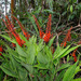 Elleanthus oliganthus - Photo (c) jorgebrito, some rights reserved (CC BY-NC), uploaded by jorgebrito