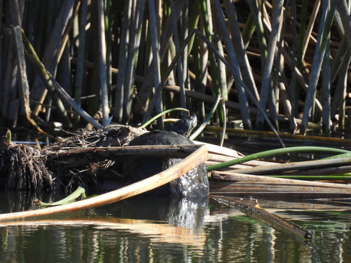 iNaturalist observation photo of Red-eared Slider