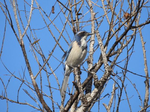 iNaturalist observation photo of California Scrub-Jay