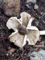 Agaricales