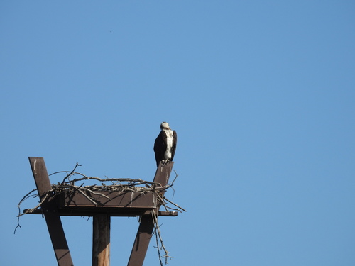 iNaturalist observation photo of Osprey