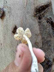 Agaricales