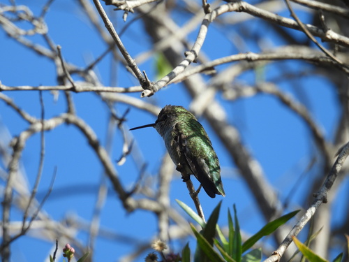iNaturalist observation photo of Anna's Hummingbird