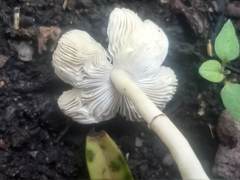 Agaricales