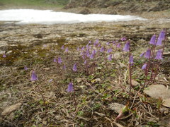 Soldanella pusilla